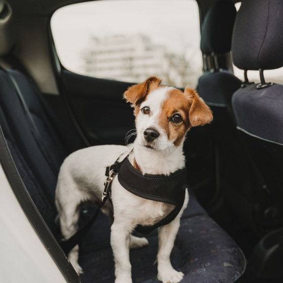 dog car seatbelt set (2pcs) 9