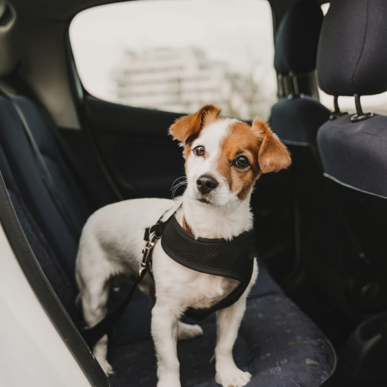 2 dog car seatbelt set (2pcs) 9
