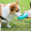 Portable Pet Water Bottle