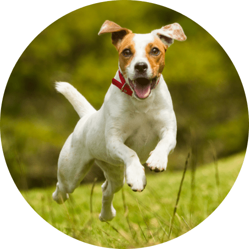 m бьask group-min boomerang dog squeaker chew toy with treat fill 3