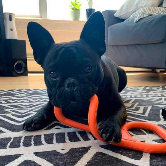 mask groэжзщшорсup tug o' war toy 15