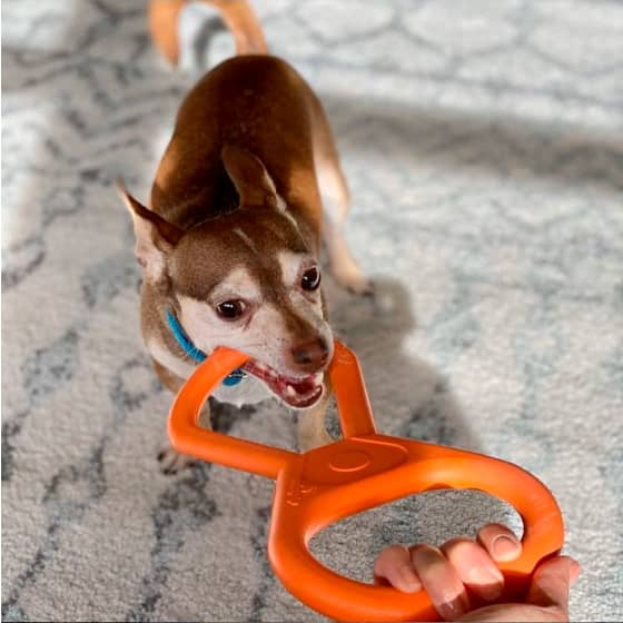 maждлоримsk group tug o' war toy 14