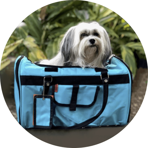 sobaka-min (1) hideaway duffel - aqua 8