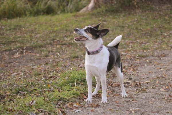 Dog Rat Terier Woods Forest Park  - annapowa / Pixabay